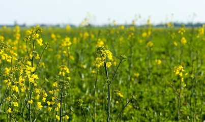 Fototapeta premium rapeseed field