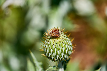 Macro of colorful Paracantha fruit fly on the Cirsium texanum bud