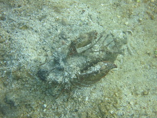 Pez escorpión camuflado