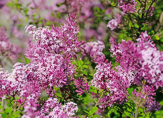 Fototapeta premium Blühender Zwergflieder, Syringa