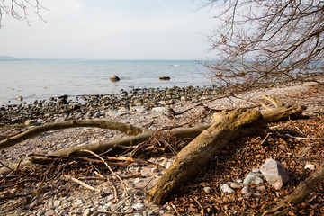 Totholz an der Küste, Granitz, Biosphärenreservat Südost-Rügen, Insel Rügen, Mecklenburg-Vorpommern, Deutschland, Europa