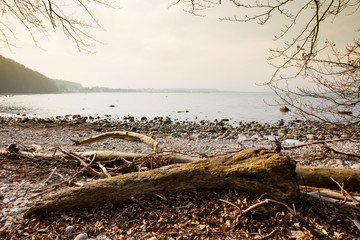 Totholz an der Küste, Granitz, Biosphärenreservat Südost-Rügen, Insel Rügen, Mecklenburg-Vorpommern, Deutschland, Europa