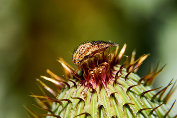 Macro of colorful Paracantha fruit fly on the Cirsium texanum bud