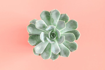 Green succulent plants pattern on pastel pink background. Flat lay, top view, copy space