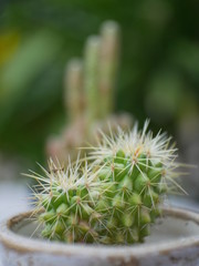 close up of cactus