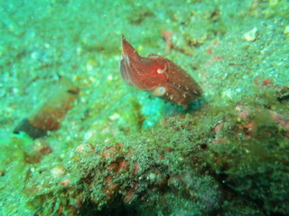 Sepia camuflada en el coral