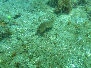 Sepia camuflada en el coral