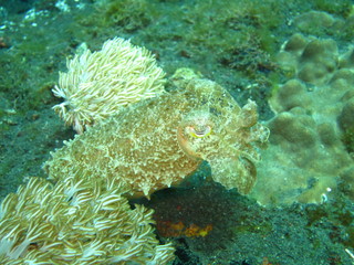 Fototapeta na wymiar Sepia camuflada en el coral