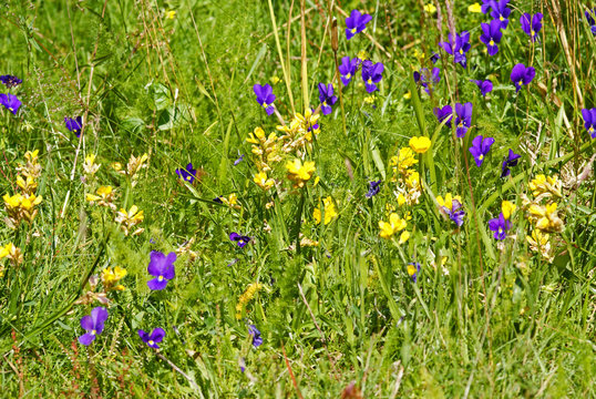 Viola lutea Vogesen-Stiefm&uuml;tterchen FR, Vogesen, R&eacute;serve Naturelle de Tanet-Gazon du Fain 24.07.2012