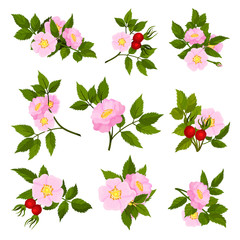 Set of images of wild rose flowers. Vector illustration on white background. - obrazy, fototapety, plakaty