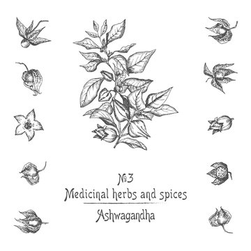 Set of Ashwagandha hand drawn patterns with berries, lives, roots and branch in black color on white background. Retro vintage graphic design Botanical sketch drawing