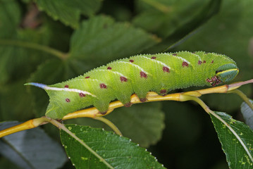 Smerinthus ocellata (LINNAEUS, 1758) Abendpfauenauge , Raupe DE, Leverkusen-Opladen 04.09.2012