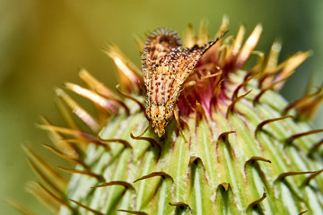 Macro of colorful Paracantha fruit fly on the Cirsium texanum bud
