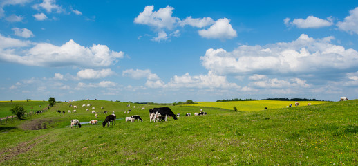 Fototapeta premium White-black Dutch cows eating grass. Cow on a meadow, pasture on a beautiful sunny spring day.