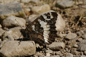 Brintesia circe (FABRICIUS, 1775) Weißer Waldportier FR, Vogesen, Grand Ballon 31.07.2012