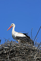 White stork in nest above