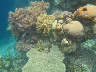 Arrecife de coral en Indonesia
