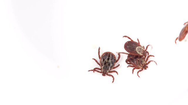 lot of Mites crawling along white surface. Dangerous parasite which spreading terrible diseases like meningitis and borreliose. 4K resolution video 3840X2160