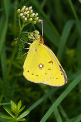 Colias hyale (LINNAEUS, 1758) Goldene Acht FR, Vogesen, Dambach-la-Ville 02.08.2012