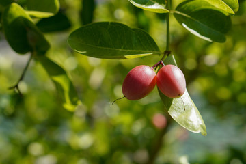 Closeup two Karanda,Carunda,Christ ‘s thorn fruit on tree background,blur nature background, copy space