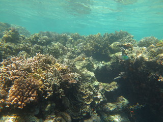 Arrecife de coral en Indonesia