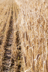 Fototapeta premium the agricultural field