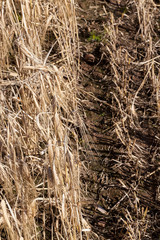 the agricultural field