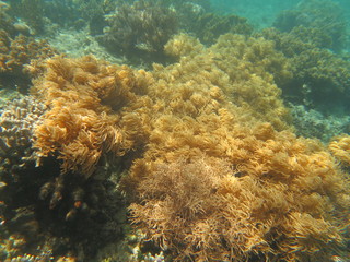 Arrecife de coral en Indonesia