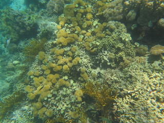 Arrecife de coral en Indonesia