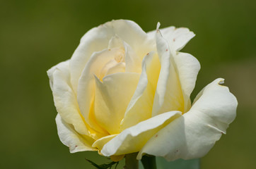 クリーム色のバラ
