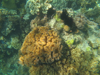 Arrecife de coral en Indonesia