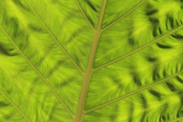 Close up view of large green leaf