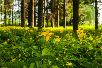 Landscape, flowers of celandine and trees in the background