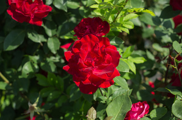 赤いバラ