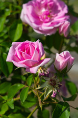 Fototapeta premium ピンクのバラ