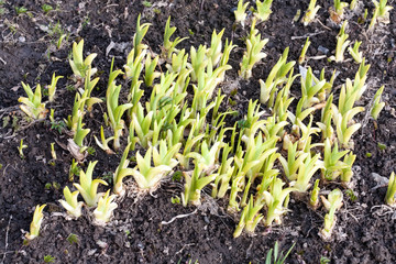 spring green plant sprouts closeup view on outdoor ground background
