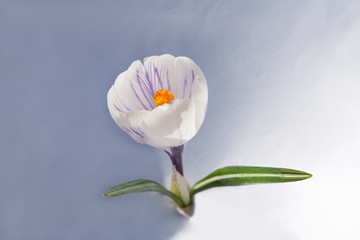 white snowdrop spring flower closeup view on empty white and grey background
