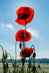 Mohnblumen von unten