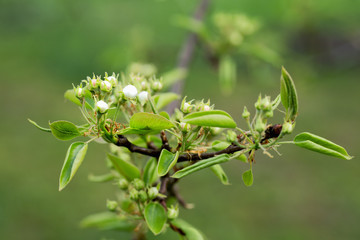 leaves and buds of pear flowers on a spring afternoon