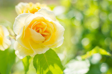 黄色いバラ