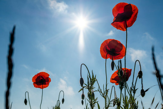 Mohnblumen von unten mit Sonne am Himmel