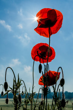 Mohnblumen von unten mit Sonne dahinter