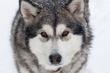 Dog breed Alaskan Malamute on a snow