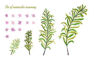 Set of watercolor rosemary bloom