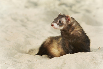 Ferret portrait in beach sand