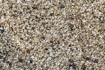 Background of small shells on the sea shore. Various small shell yard texture on the beach. background texture sea sand with shells and small stones .
