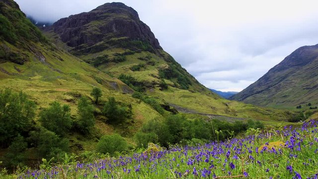 footage of bluebells in the valley of glen coe in the highland region of scotland near fort william showing green fields and moving trees in the mountains and munros of scotland