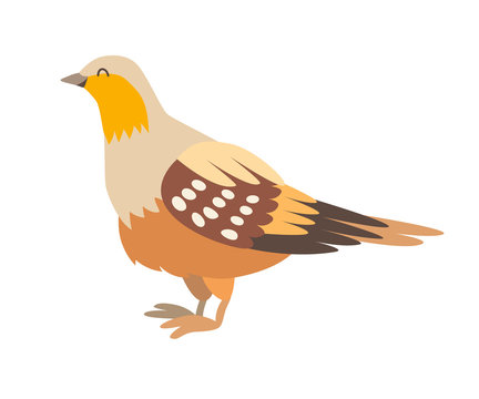 Sand grouse icon vector illustration. Cartoon style partridge bird, isolated on a white background