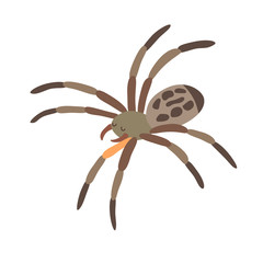 Camel spider icon vector illustration. Cartoon style partridge mammals, isolated on a white background