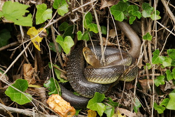 Aesculapian snake, nonvenomous, one of the biggest European snake